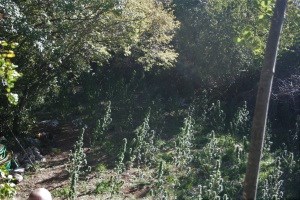 Slika PU_SD/Marihuana -PP Imotski (2).jpg
